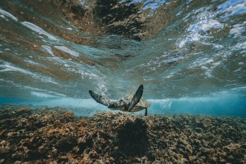 Mountain Biking, Volcano Hiking & Snorkeling Adventures on the Big Island of Hawai'i